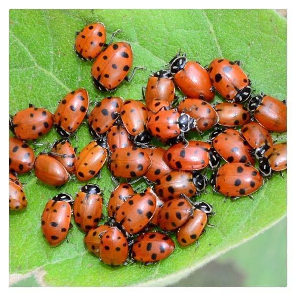 Pest & Disease Control - Live Ladybugs by Tip Top Bio, 150 Bugs - Gardin Warehouse